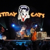 stray-cats-hamburg-2008-06