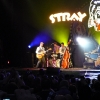stray-cats-hamburg-2008-08